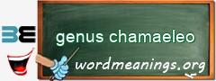 WordMeaning blackboard for genus chamaeleo